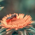 Aromen und ätherische Öle im Feng Shui: Wie Düfte das Energiefluss beeinflussen