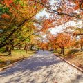 Herbstliche Gemütlichkeit: Feng Shui-Anpassungen für Wohlbefinden im Herbst