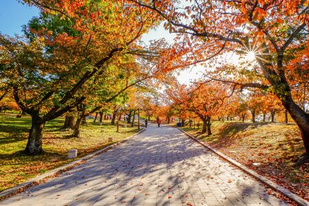 Herbstliche Gemütlichkeit: Feng Shui-Anpassungen für Wohlbefinden im Herbst
