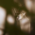 Rote Akzente: Energie und Kraft für Körper und Geist nach Feng Shui