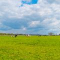 Die fünf Elemente im Garten: Tipps für deutsche Gärten und Landschaftsgestaltung