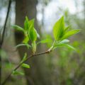 Wegeführung und Platzierung im Garten nach Feng Shui-Prinzipien