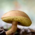 Feng Shui im Alltag: Wie das persönliche Qi unsere Lebensqualität beeinflusst