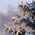 Winterzeit in Deutschland: Feng Shui-Tipps gegen Dunkelheit und Kälte