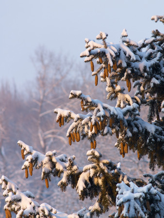 Winterzeit in Deutschland: Feng Shui-Tipps gegen Dunkelheit und Kälte