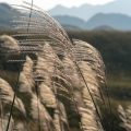 Pflanzen und Naturkraft: Yin und Yang in deutschen Gärten und Grünflächen