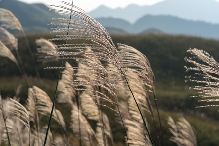 Pflanzen und Naturkraft: Yin und Yang in deutschen Gärten und Grünflächen