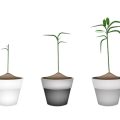 Kräuter und Heilpflanzen nach den fünf Elementen im heimischen Garten nutzen