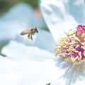 Feng Shui und Pubertät: Wie Räume die emotionale Entwicklung beeinflussen